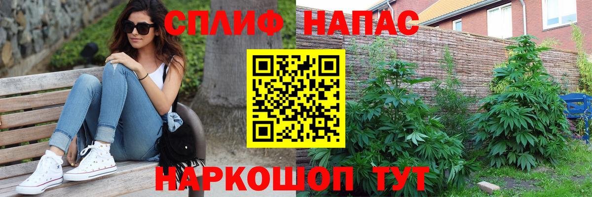 Канабис планчик Истра